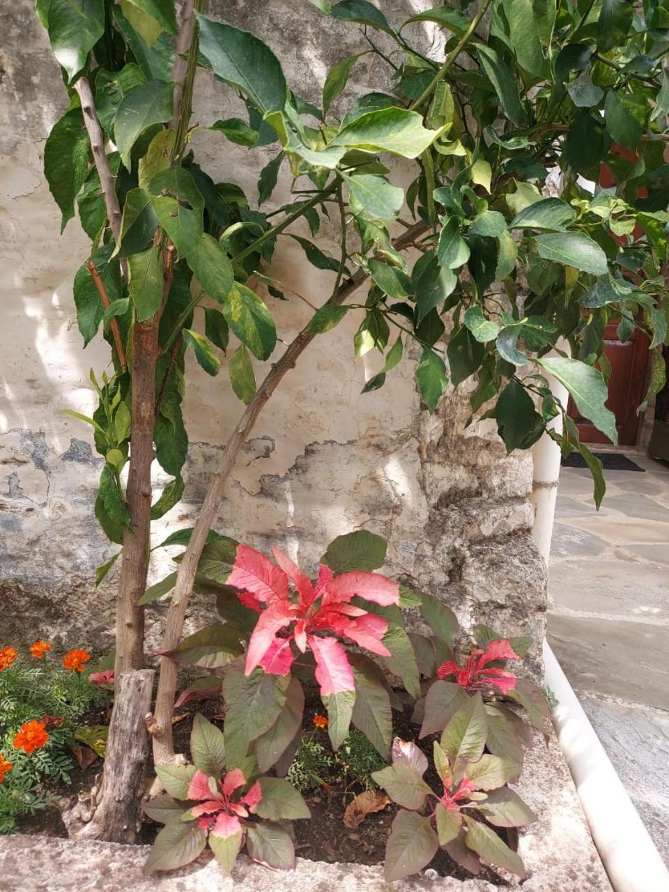 Traditional House Shapllo Gjirokaster Ngoại thất bức ảnh